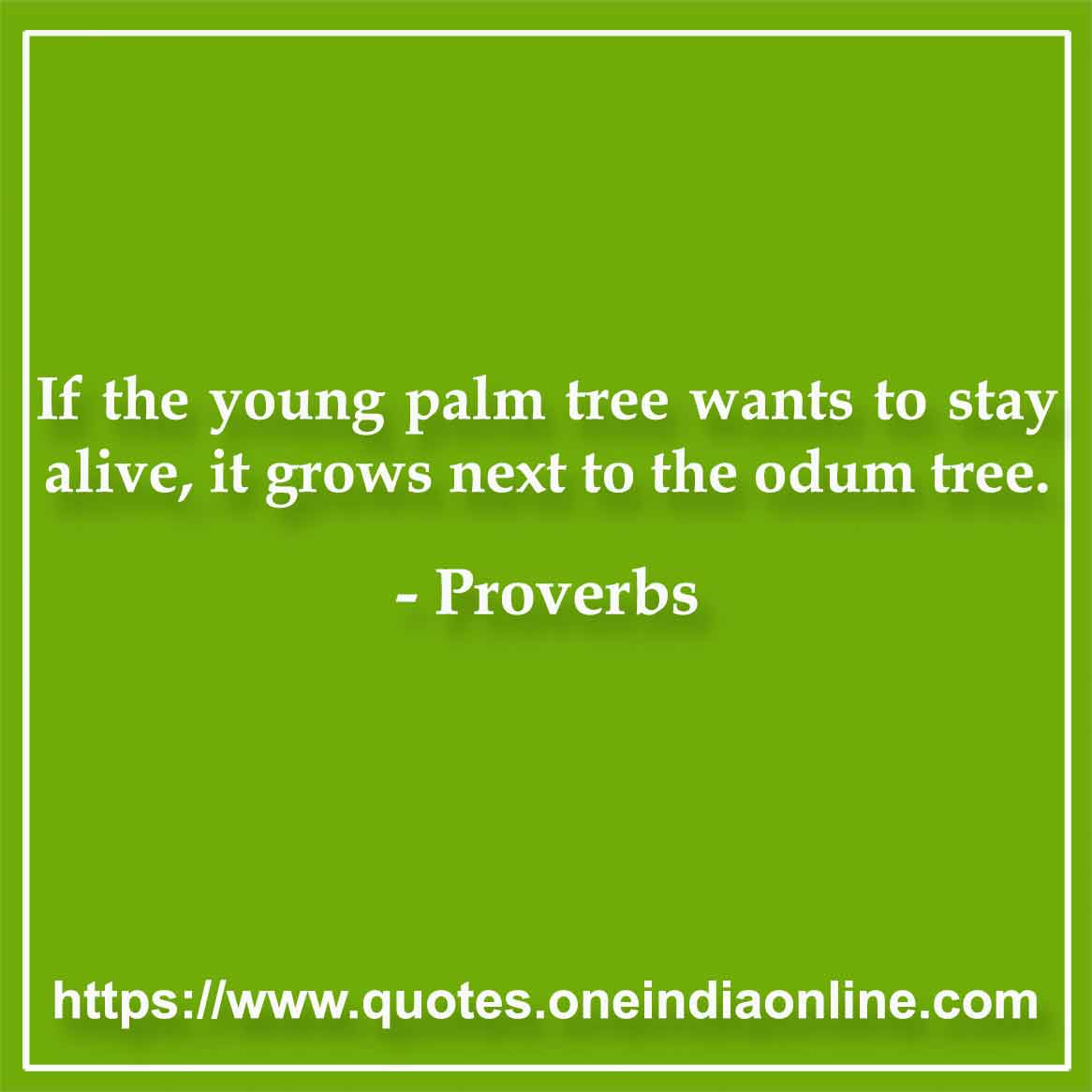 If the young palm tree wants to stay alive, it grows next to the odum tree.